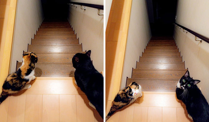 "Hooman, You Go First"