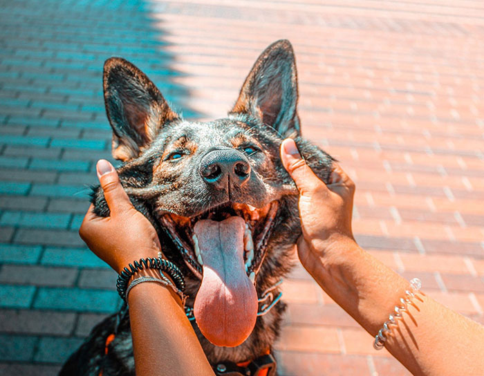The Happiest Kona Ever. Do You Ever Just Want To Like Squish And Play With Your Pups Cheeks? Same. Kona Is So Good She Doesn’t Ever Care What I Do To Her She Just Accepts It