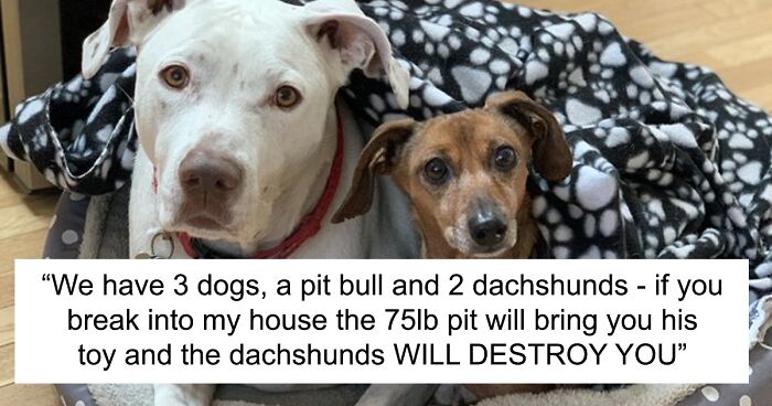 30 Tweets By Dachshund Owners About How It Feels To Have Such Personalities As Pets