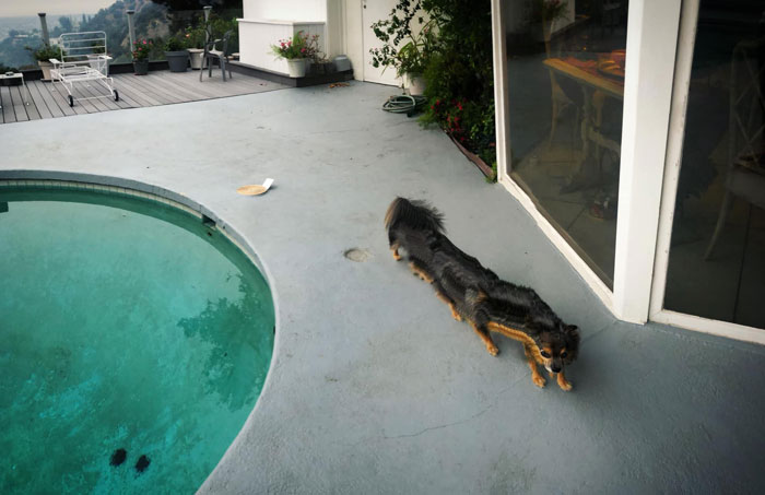 His Name Is Fuzzy Monster Truck