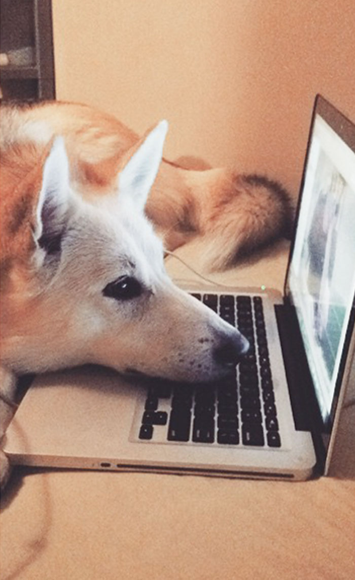 My Dog Skypes My Boyfriend Better Than I Do