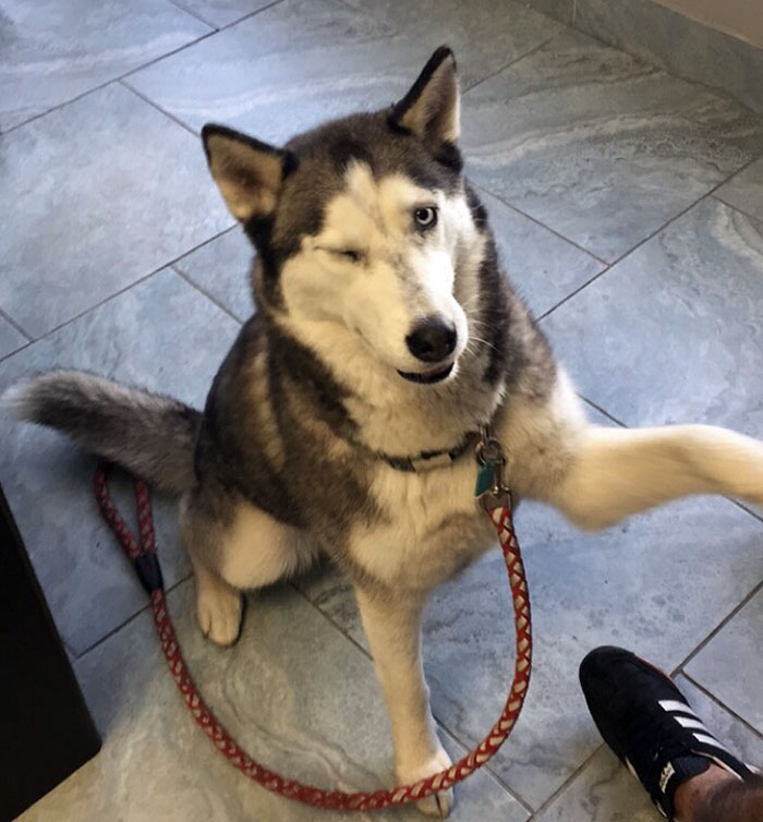 My Coworker's Dog Just Stole My Girlfriend