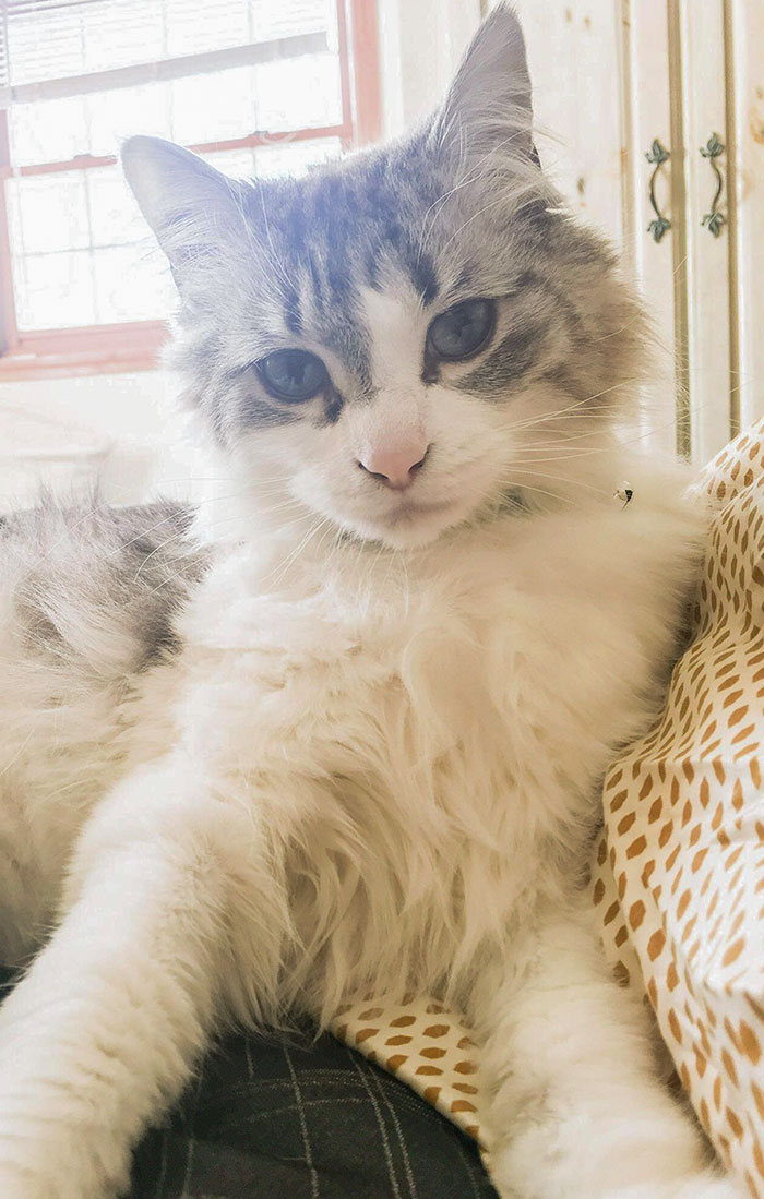 My Husband Is Out Of Town So My Cat Took His Spot And Laid On His Pillow All Night. He Even Gave Me The “Good Morning” Face