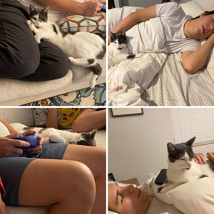 I Adopted A Cat, And She Won’t Leave My Husbands Side