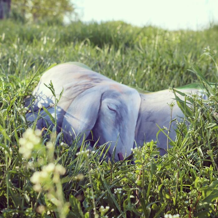 The Animals Painted On This Artist's Contorted Models Will Stir Your Mind