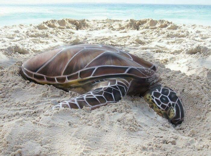 The Animals Painted On This Artist's Contorted Models Will Stir Your Mind