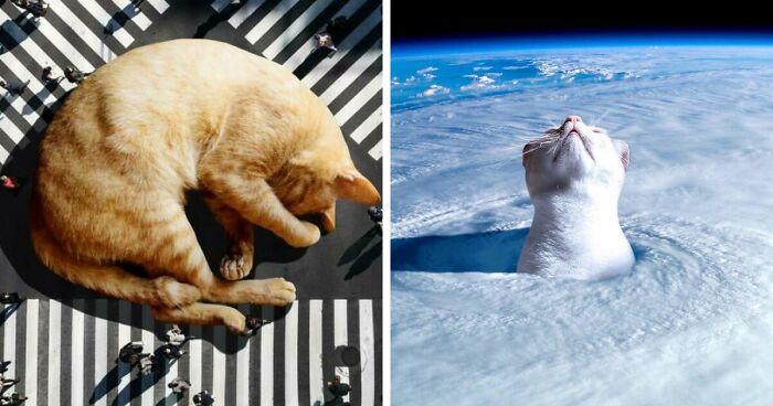 This Artist Uses Photoshop To Create Surreal Giant Cat Landscapes, Here Are His Best 30 Edits