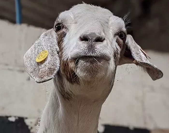 Farm Rents Their Goats For Zoom Conference Calls For $7/5 mins, Raises $68k