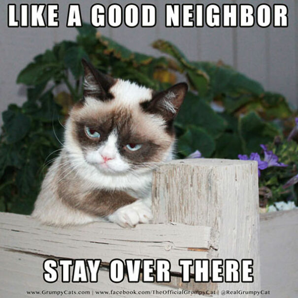 grumpy-cat-meme-01-6036c2e0c03bc.jpg
