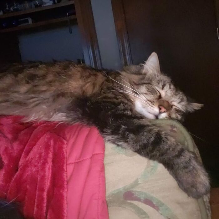 Mortimer Von Buttfedora