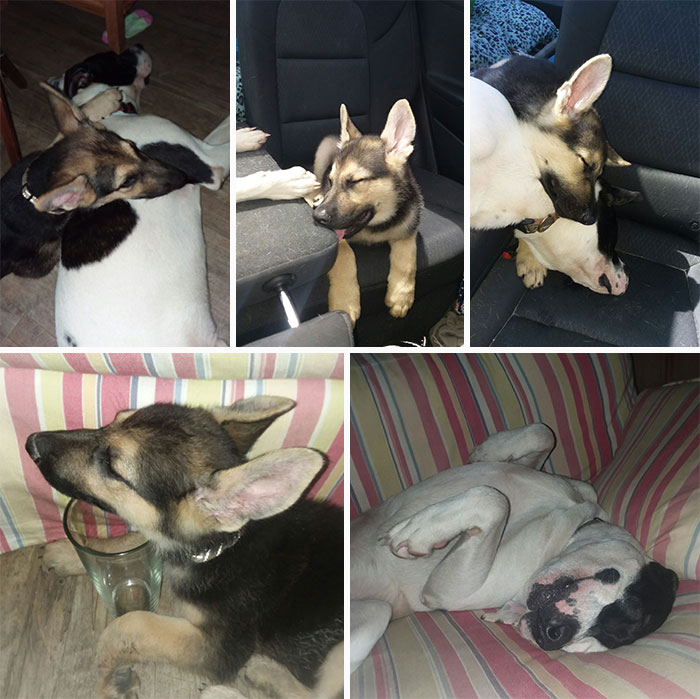 There Were To Many Too Choose From. I Present To You Brutus (German Shepherd) And Remi