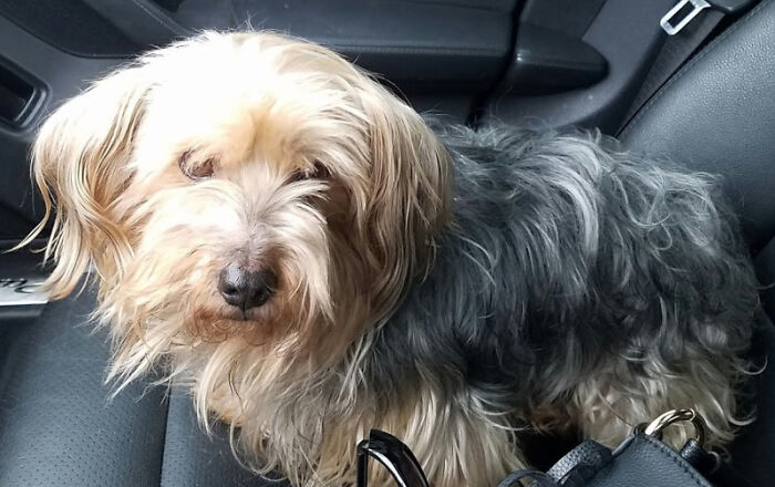 This Is My Dog Chusky (He Looked Like A Off-Brand Husky When He Was A Baby)