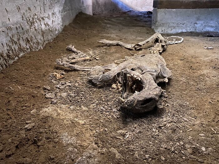 Horrible-Structural-Inspections