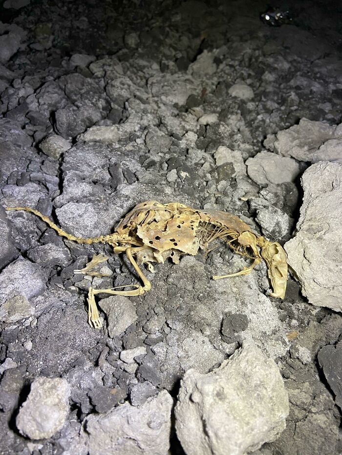 Horrible-Structural-Inspections