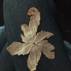 noraspiluttini_1 avatar