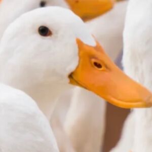 allisonranzau_1 avatar