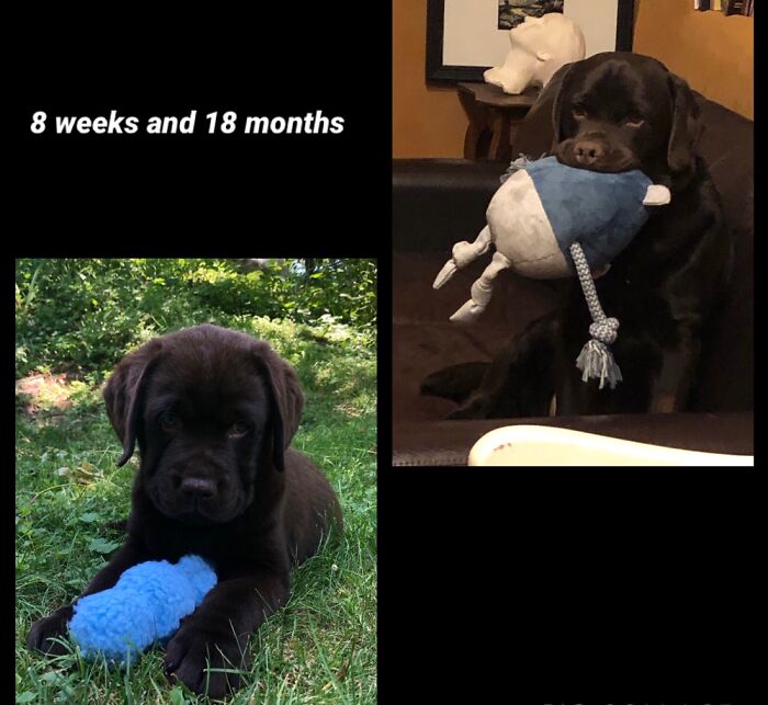 Peeve, Our Chocolate Lab