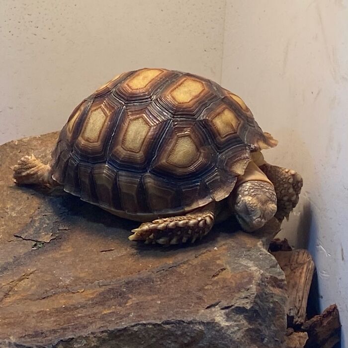 This Is Scout, Who Sleeps Spread Out Like A Warm Breakfast.