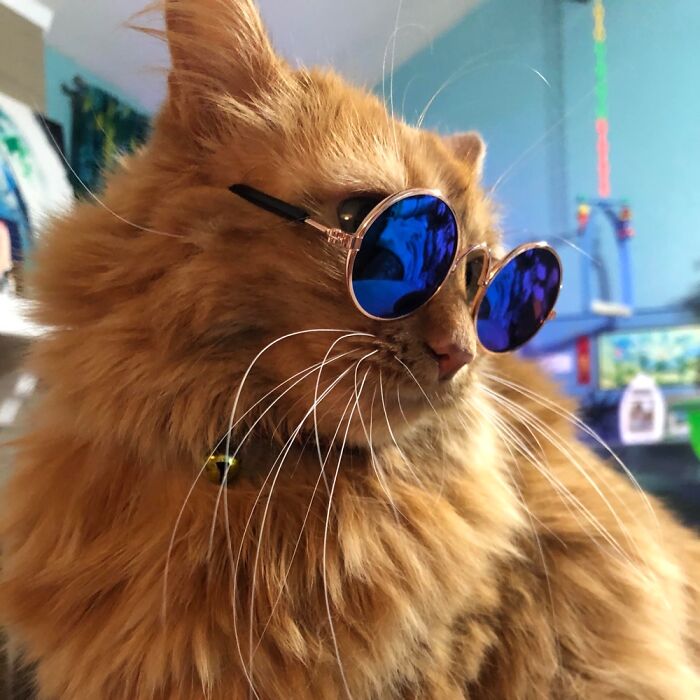 My Orange Somali Cat, Cayenne, Wearing Her Shades.