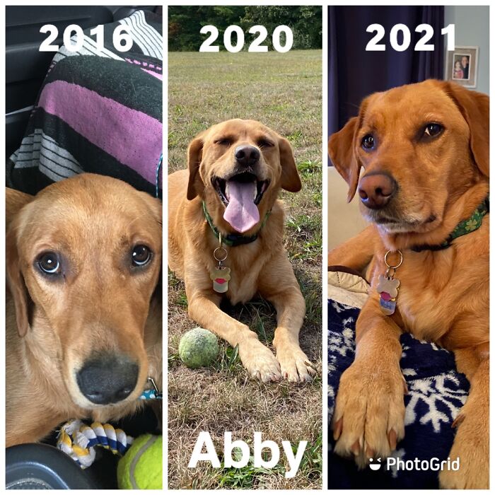 Abby 2016 After She’d Been With 3 Different Families Before