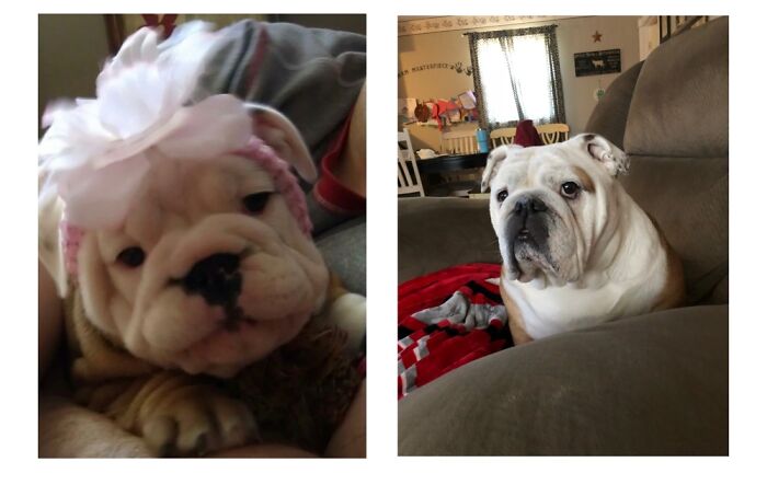 Our Maddie Girl! The Day We Got Her And Her All Grown Up.