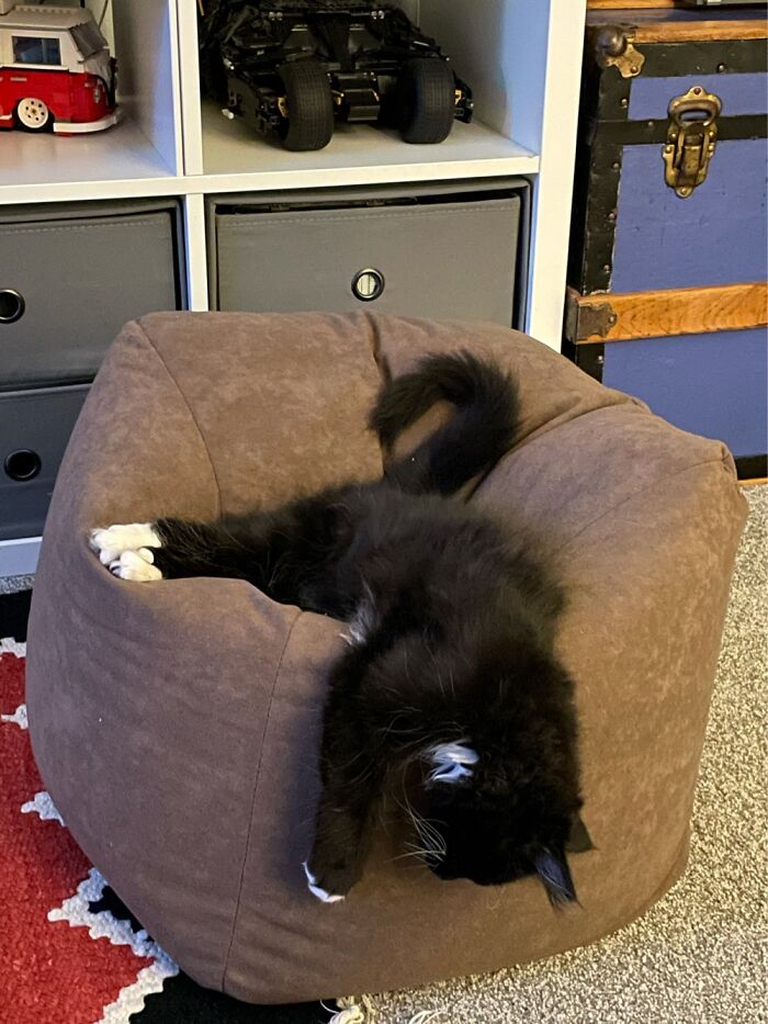 Albus Defies The Laws Of Physics Proving Cats Are Liquid