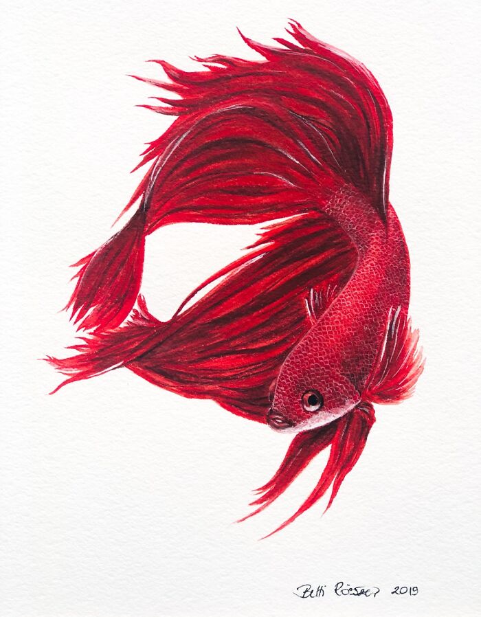 Red Betta
