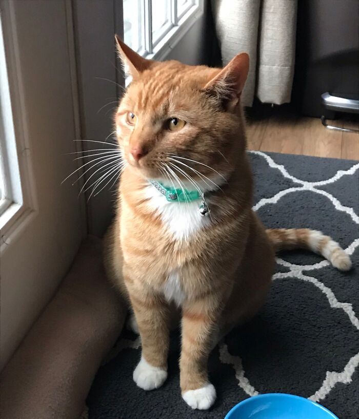 This Is My Cat. His Name Is Simba. I Got Him On January 9, 2021. He Is Born On July 29, 2019.