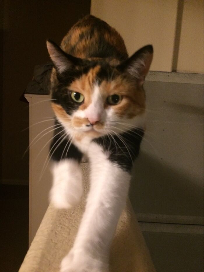 My Pretty Princess, She Came To Me For Pets