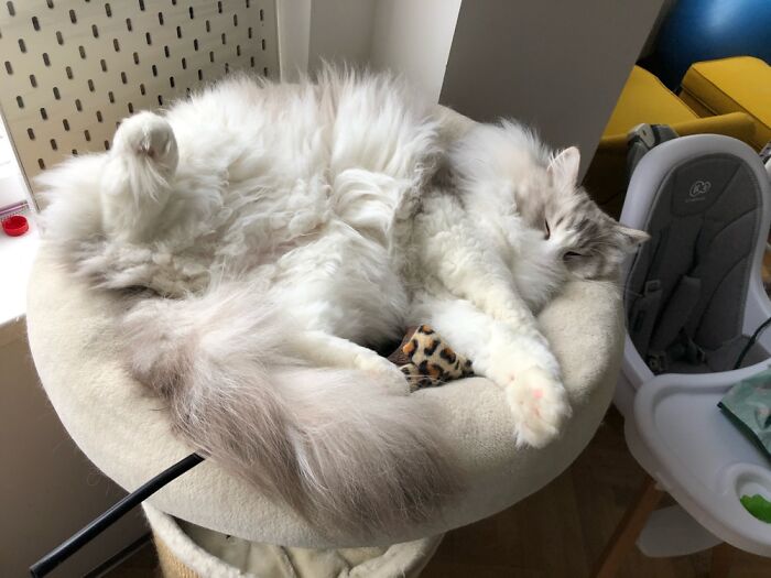 He Loves Sleeping Like This