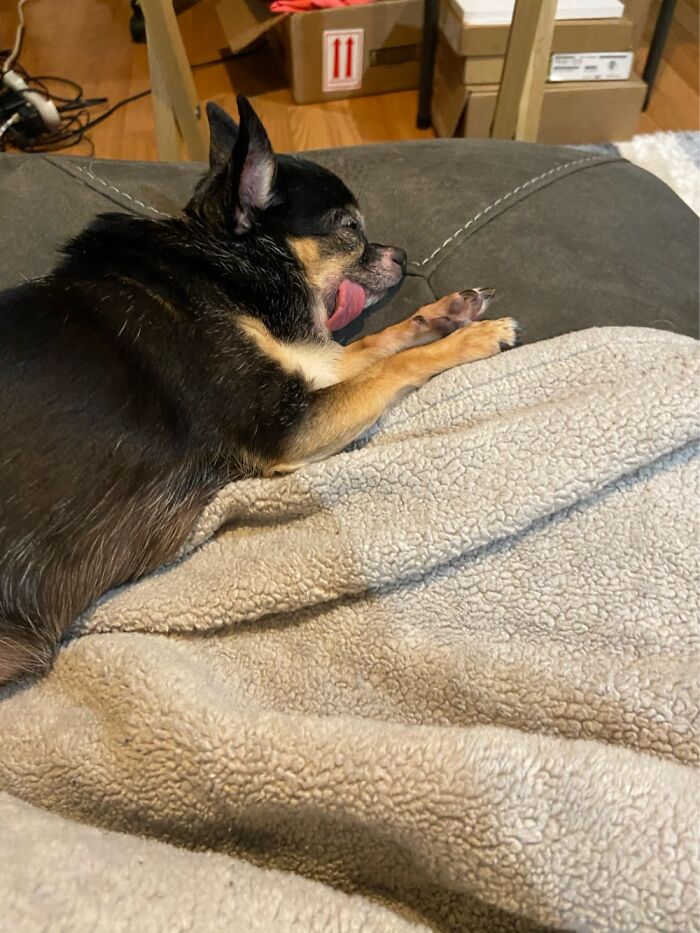 Her Tongue Seems To Grow As She Sleeps!