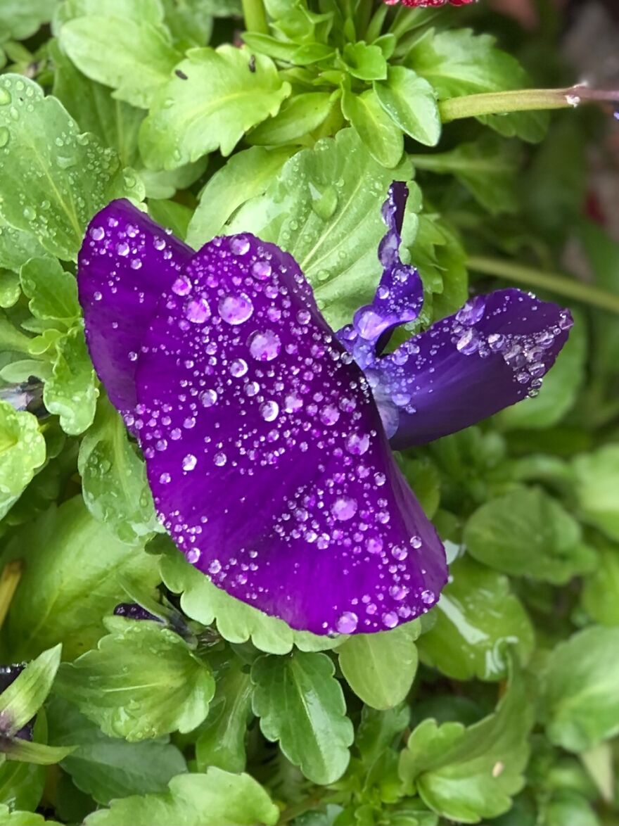 Rain On Pansy.