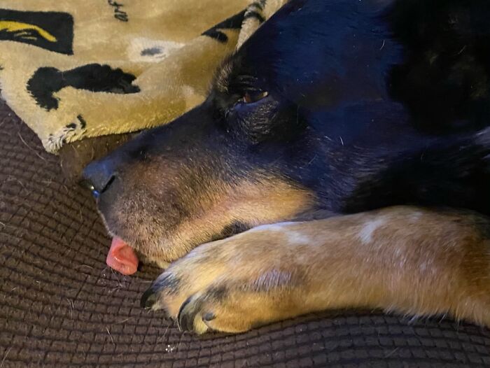 Cletis Sticks Out His Tongue While Sleeping. He Woke Up When I Snapped This Picture