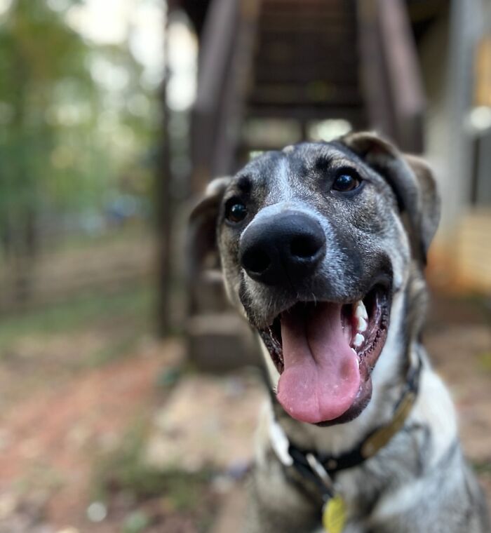 My Super Photogenic Dog Harley