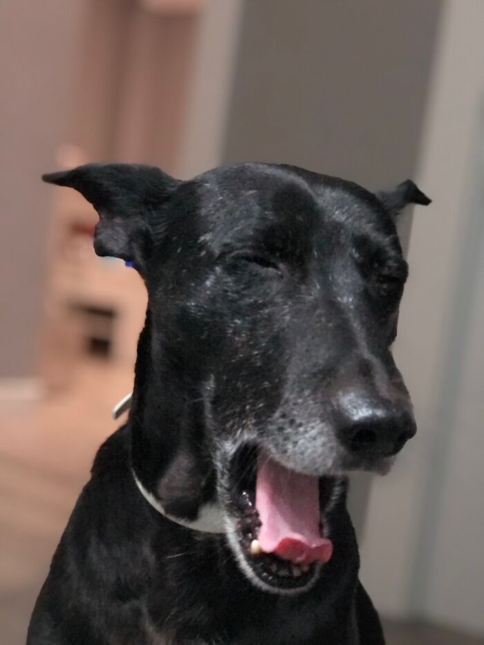 Marley, The 007 Of Dogs In His Innate Tuxedo (Tired After A Stakeout)