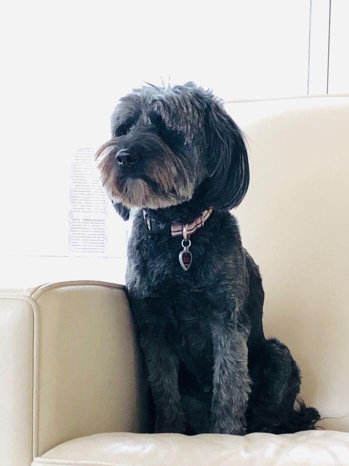 My Schnoodle Rosie Being Adorable As Ever.