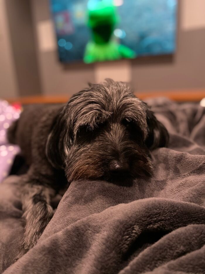 Okay I Already Posted But I Can’t Take It Down So Here’s Another Of My Schnoodle Rosie.