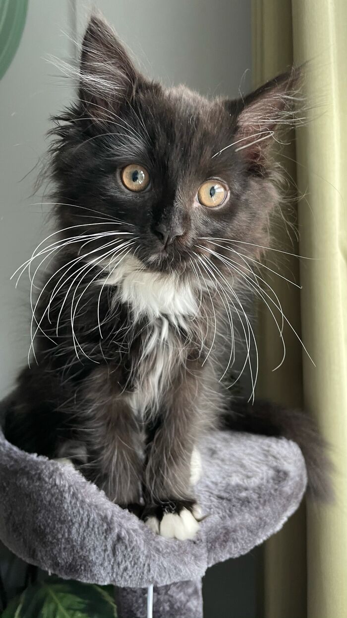 Albus The Mini Floof