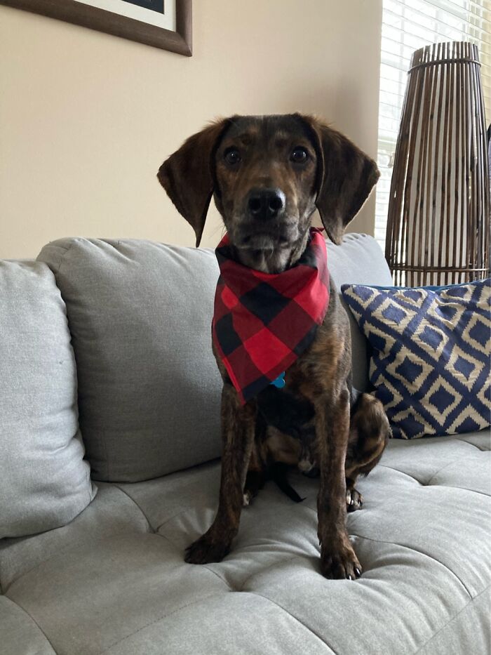 This Was Our Foster Dog. His Name Was Frost And He Was So Sweet