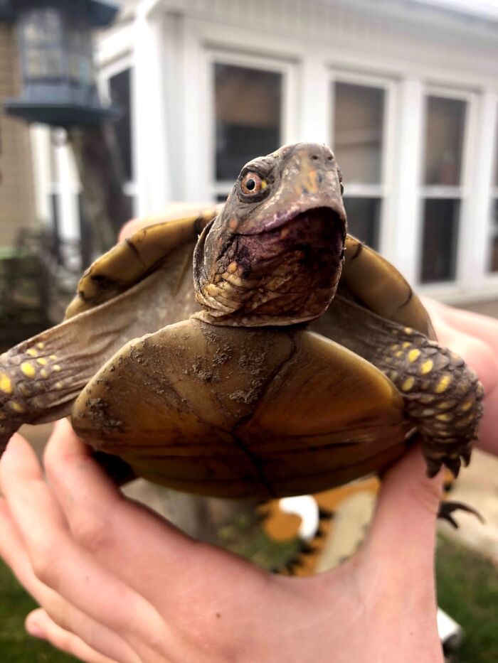 This Is My Turtle.i’m Really Happy With The Way The Picture Turned Out.his Name Is Hairy