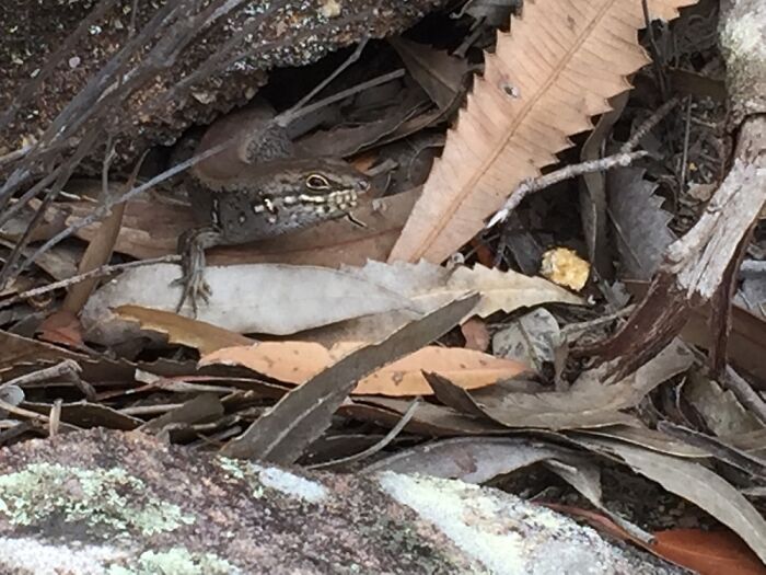 The Image Quality Isn’t The Greatest, But I Like This Photo