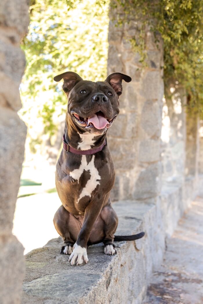 My Wannabe Model Dog