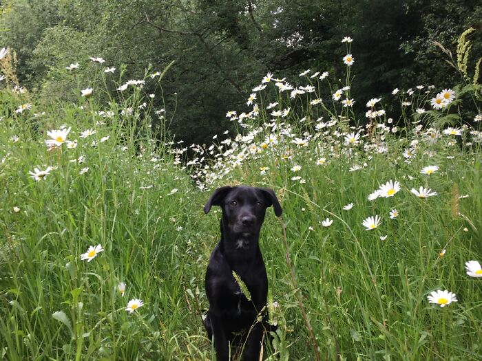 This Would Be Orla’s Showcasing Her Special Handlebar Ears