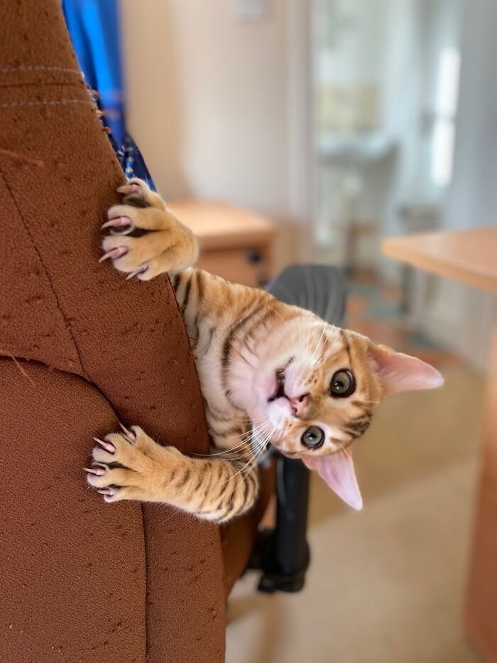 Bailey - Professional Goblin Impersonator. Gsoh, Romantic, Likes Quiet Nights In And Catnip