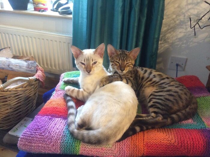 Harley And Trouble, Brothers