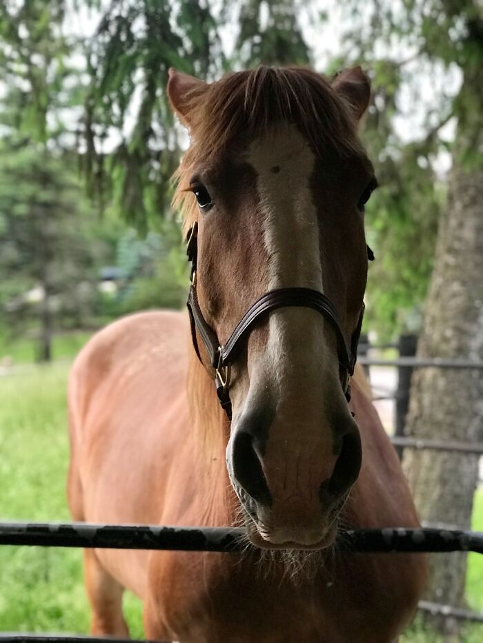Our Rescue Belgian, Maisie