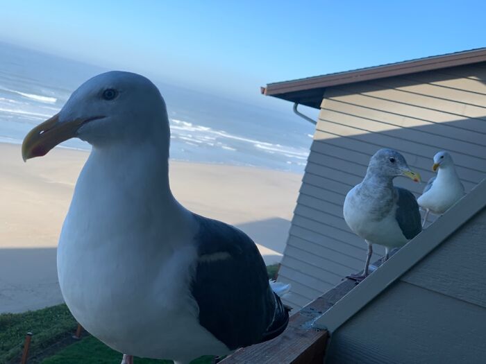 I Call This The 3 Amigos. They Were Sweet Little Beggars And Loved Their Crackers!