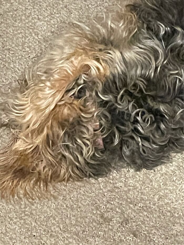 There Is A Dog In There Somewhere!