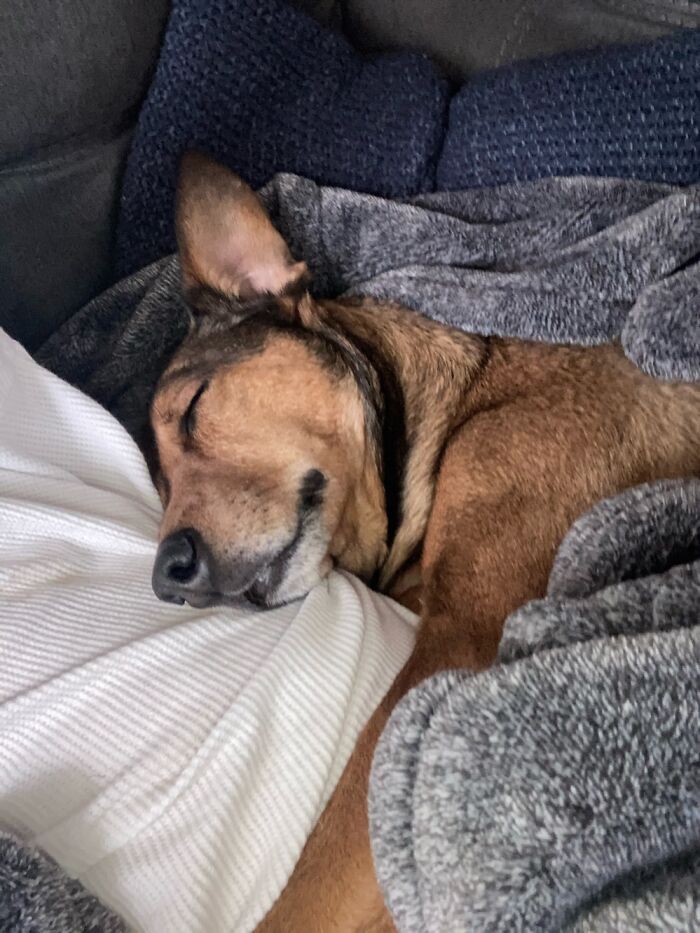 Lazy Boi Getting Snuggles