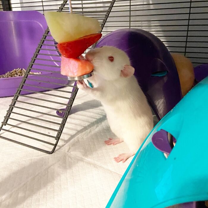 Beatrix Love Her Fruit Skewer